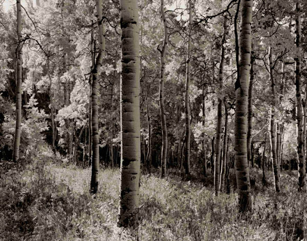 Kompatibelt Landskap Jahrriesnge  till forest-lpf00765 