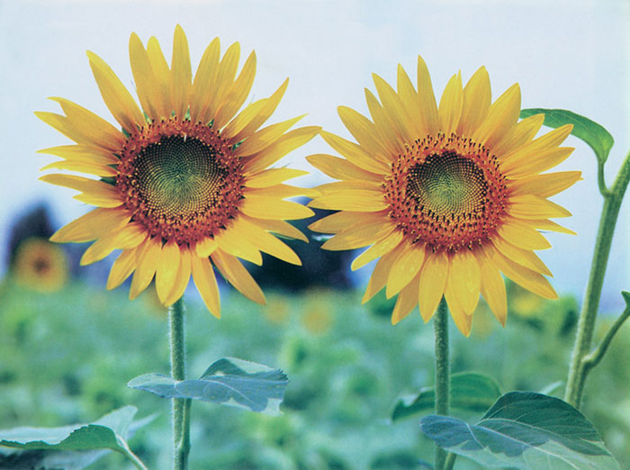 Kompatibelt Blommig JAHRRIESNGE  till sunflower-lpf07659 